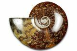 Polished Ammonite (Cleoniceras) Fossil - Madagascar #339252-1